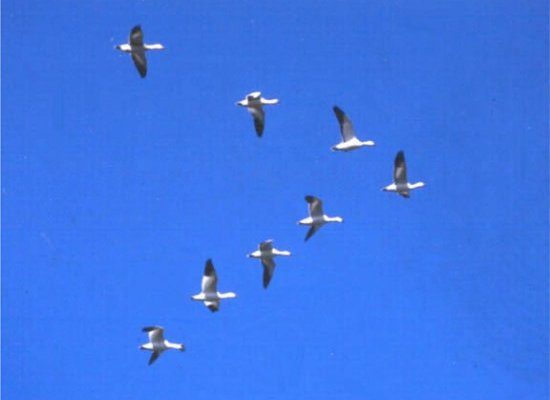 geese flying