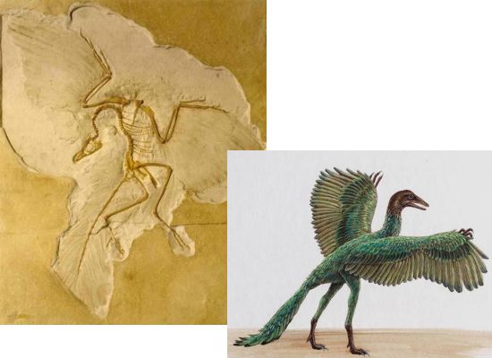 Archaeopteryx fossil and a reconstruction of how it might have looked in life