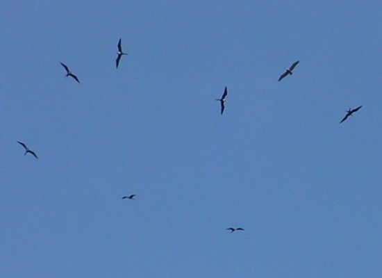 Frigate birds flying a spiral pattern within a thermal